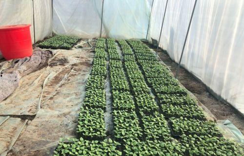 吃邹城瓜吃北湖瓜,品味两地特色瓜香