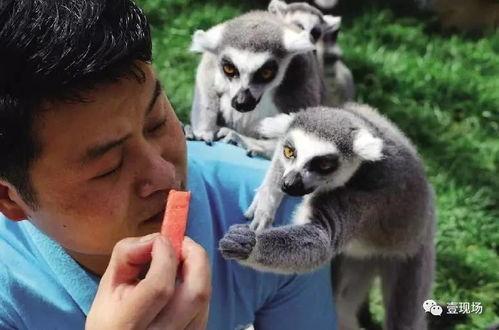 吃瓜老虎才合集