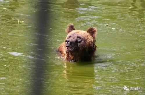 吃瓜老虎才合集