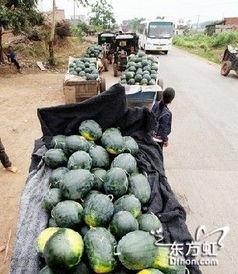 徐州丰县吃瓜事件,揭秘背后真相与争议