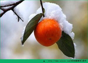 吃柿子能吃紫瓜吗,探究能否同食的饮食奥秘