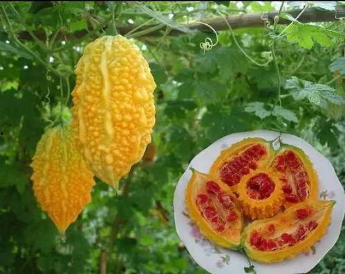 带你吃瓜奇葩水果,带你品尝世界各地的奇葩水果之旅