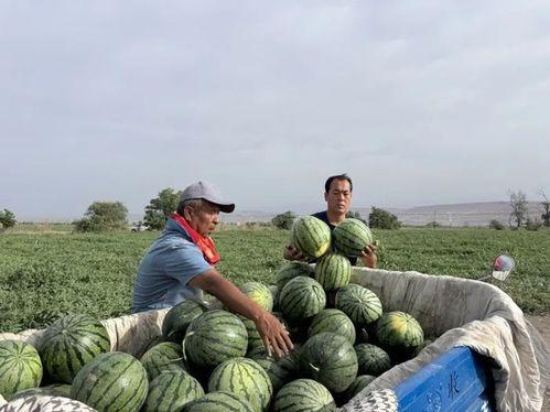 小麦带你吃瓜,探寻美食之旅
