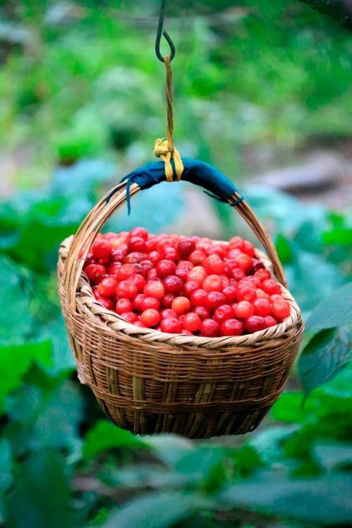 甘肃陇南吃瓜,探寻甘肃陇南的甜蜜瓜果之旅