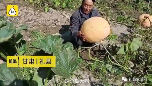 甘肃陇南吃瓜,探寻甘肃陇南的甜蜜瓜果之旅