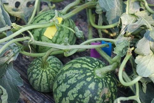 梦在桥下吃瓜,一场奇妙的梦境之旅