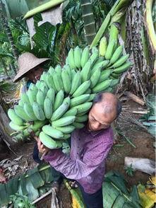 鸡鸭可以吃的瓜,营养丰富的绿色美食