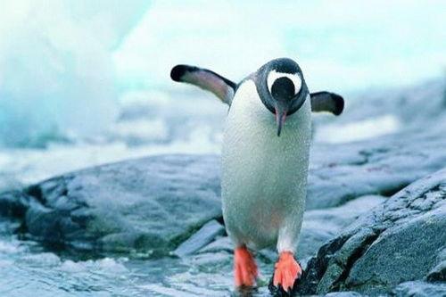 企鹅吃瓜群账号,揭秘娱乐圈幕后故事