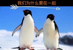 企鹅吃瓜群账号,揭秘娱乐圈幕后故事