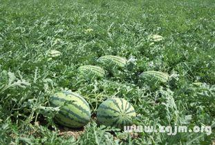 梦见吃粟瓜,揭秘吃粟瓜的神秘寓意