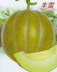 丰雷瓜怎么吃,解锁美味新体验