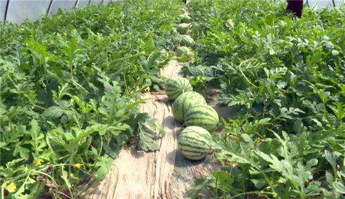 常熟最近吃瓜新闻事件,揭秘近期热门事件背后的真相