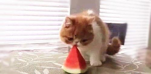 大喵咪吃瓜,揭秘娱乐圈幕后故事