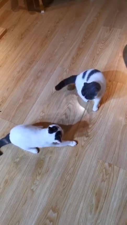 大喵咪吃瓜,揭秘娱乐圈幕后故事