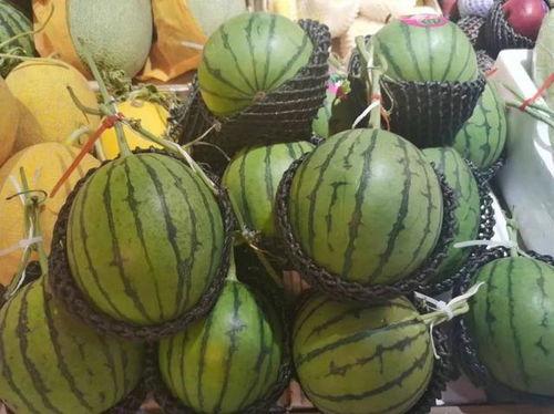 藤光正被现场吃瓜,娱乐圈新瓜王诞生！