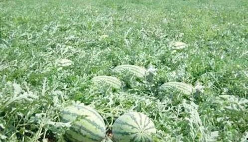 藤光正被现场吃瓜,娱乐圈新瓜王诞生！