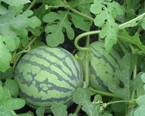 孕妇可以吃占瓜,孕妇可以放心享用的占瓜食谱