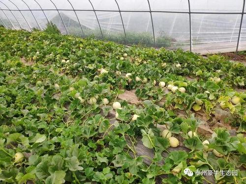 潼南吃瓜大赛详情,夏日狂欢，瓜王争霸盛况空前