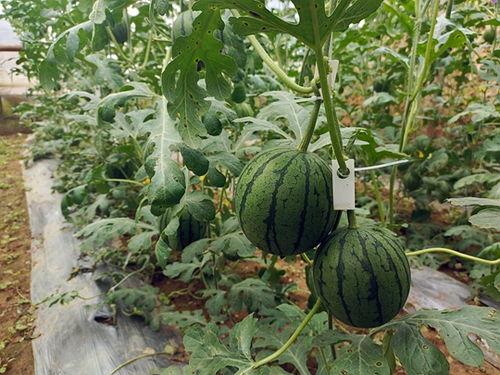 留学小分队吃瓜,留学生活中的酸甜苦辣