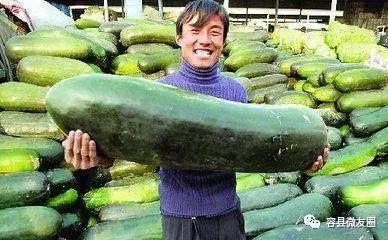 爱在吃瓜前,爱在瓜田里的浪漫邂逅