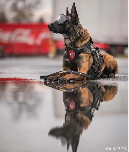 51 吃瓜 张 警犬