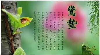 惊蛰吃瓜文案,瓜果飘香，解锁春日美味新篇章