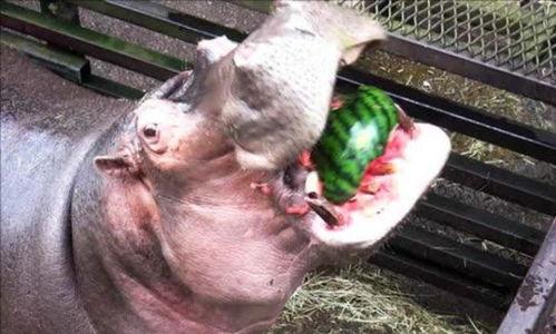 吃河马瓜什么意思