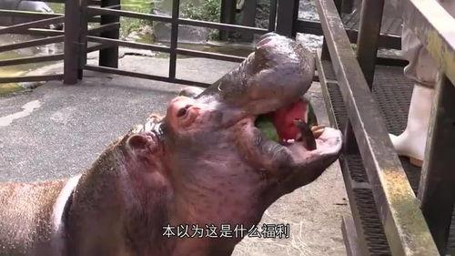 吃河马瓜什么意思