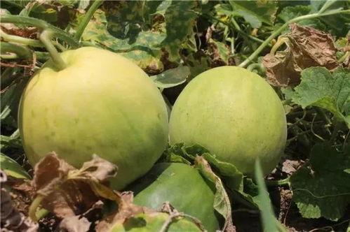 红泥湾吃瓜,夏日消暑好去处