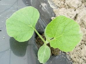 杭麻吃瓜,揭秘网红美食背后的故事