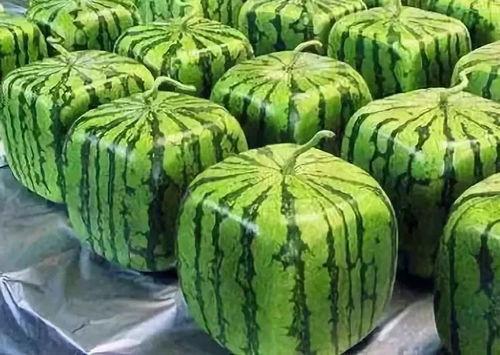 黑网料最新吃瓜,娱乐圈风云再起，真相令人震惊