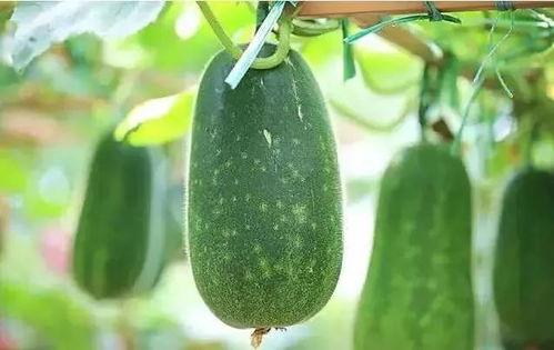 什么是吃瓜文,娱乐八卦背后的真相与趣味