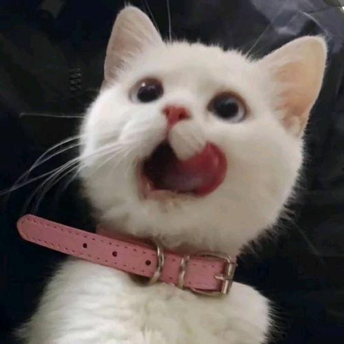 大妈吃瓜头像高清,捕捉时代潮流的趣味瞬间