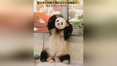 三太子吃瓜视频,揭秘娱乐圈幕后风云