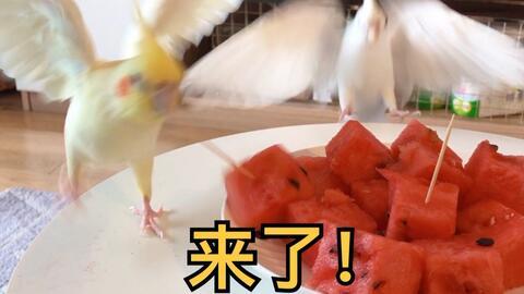 吃凤瓜的禁忌,食用禁忌需留心