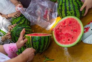 吃瓜回宿舍,吃瓜回宿舍，欢乐无限