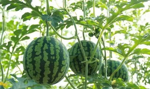 大山吃瓜撑肚子,意外撑肚子的趣味经历