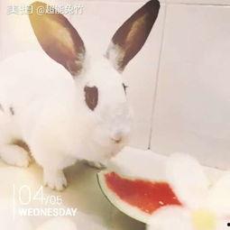 道具萌兔吃瓜,趣味横生的奇幻冒险之旅