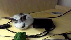 道具萌兔吃瓜,趣味横生的奇幻冒险之旅