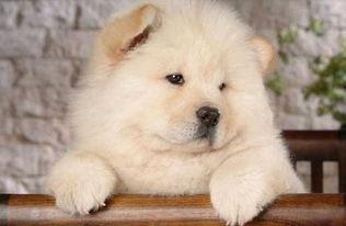 松狮犬吃哈密瓜吗,揭秘哈密瓜是否适宜