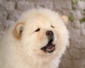 松狮犬吃哈密瓜吗,揭秘哈密瓜是否适宜