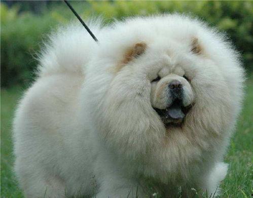 松狮犬吃哈密瓜吗,揭秘哈密瓜是否适宜