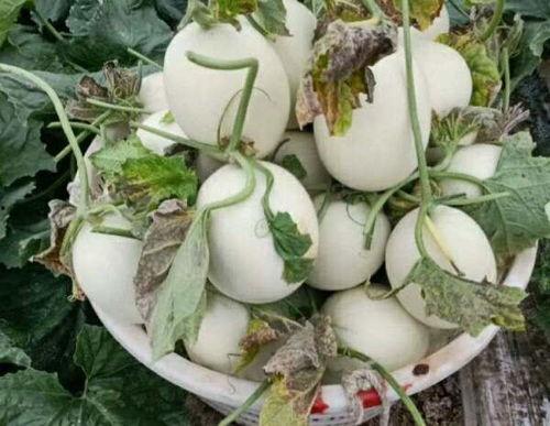 君姑吃瓜,揭秘娱乐圈幕后故事