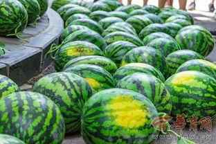 云南农林大学吃瓜,揭秘校园里的“吃瓜”文化