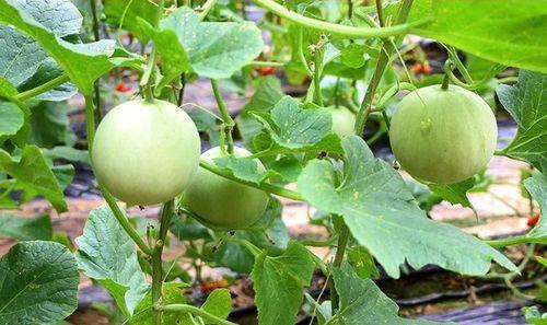 陕西卫视吃瓜事件,揭秘幕后真相与公众反响