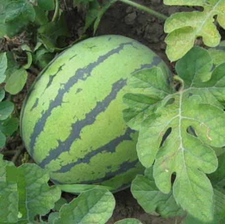 陕西卫视吃瓜事件,揭秘幕后真相与公众反响