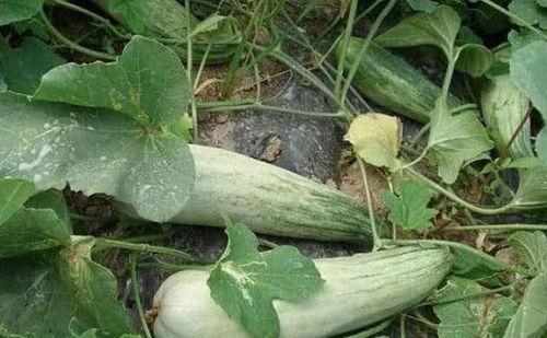 做梦吃大酥瓜,大酥瓜的美味诱惑