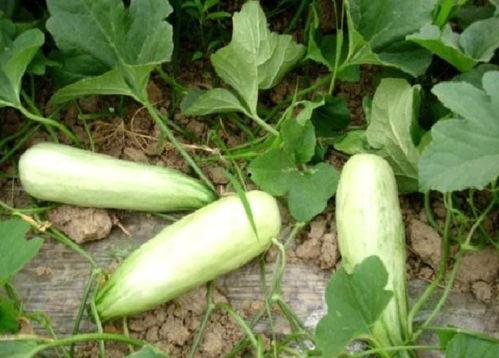 做梦吃大酥瓜,大酥瓜的美味诱惑