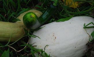 雪崽吃瓜,揭秘娱乐圈那些不为人知的幕后故事