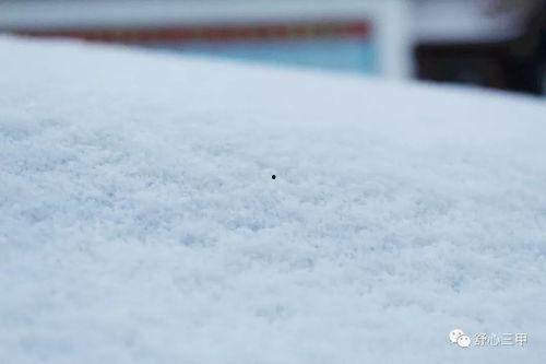 雪崽吃瓜,揭秘娱乐圈那些不为人知的幕后故事